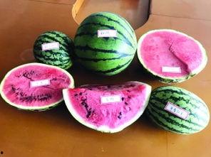 西瓜棒冰文案吃瓜群众,西瓜棒冰陪你清凉一夏!