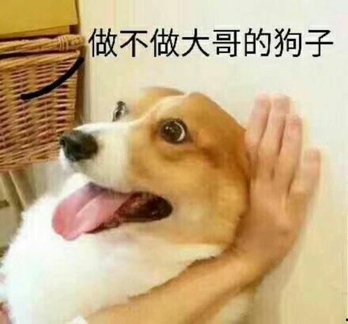 吃瓜群众舔狗图片搞笑表情包,吃瓜群众笑翻天的搞笑瞬间