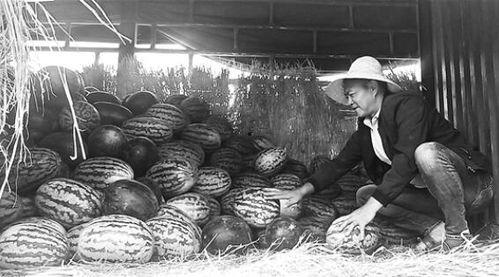 临泉吃瓜群众事件,一场网络舆论的风暴与反思