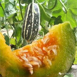 幸福里吃瓜群众,吃瓜群众的欢乐盛宴