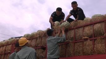 幸福里吃瓜群众,吃瓜群众的欢乐盛宴