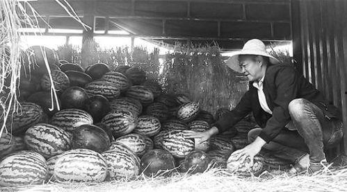 复兴幽灵 吃瓜群众岱岱,岱岱视角下的吃瓜群众众生相