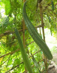 三伏天吃瓜群众,吃瓜群众的最爱