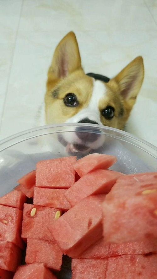 活捉一只吃瓜群众怎么办