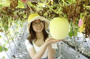 吃瓜群众冬瓜村,吃瓜群众眼中的乡村生活画卷